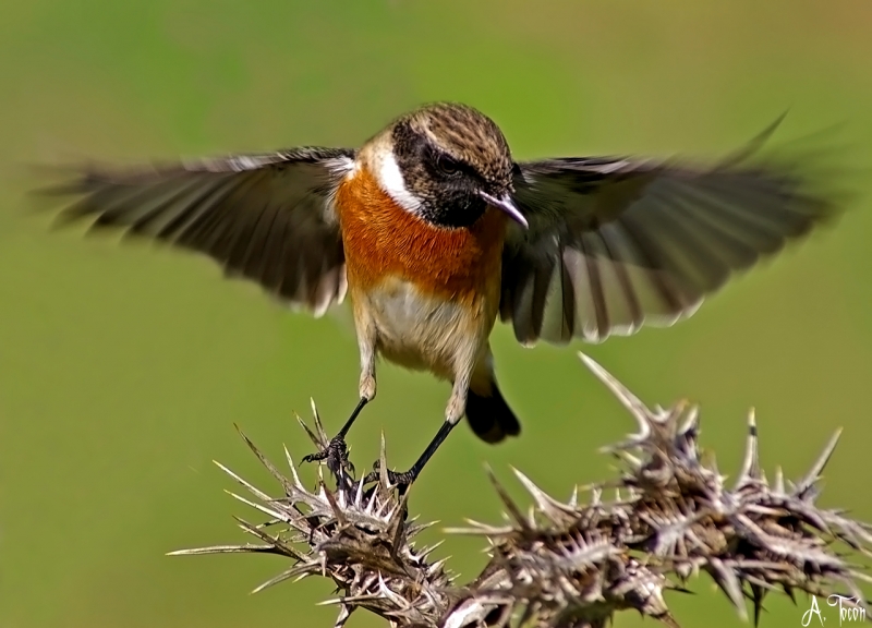 El vuelo de la tarabilla