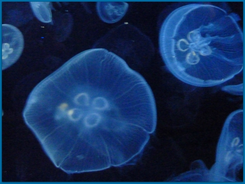 Fish like jelly...(medusas)