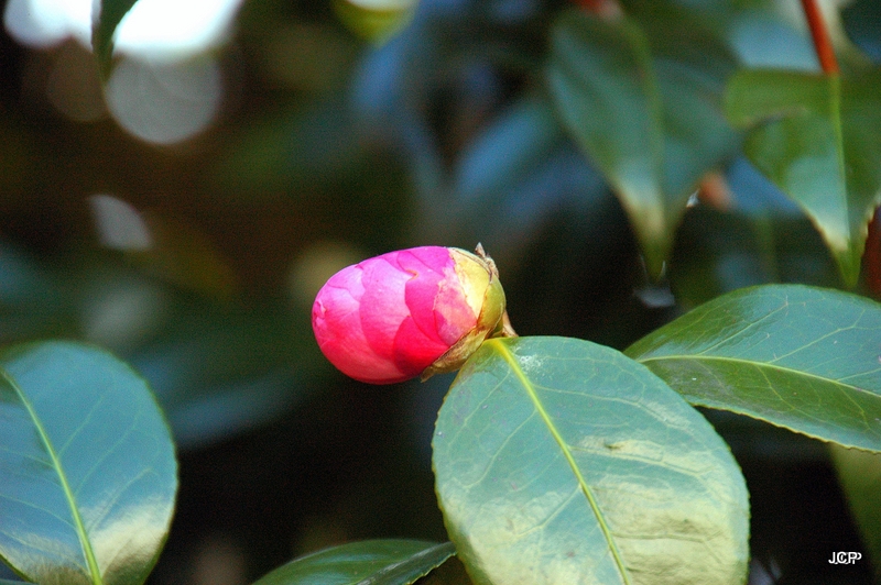 Camelia