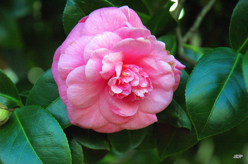 Camelia