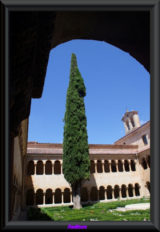 Ciprs centenario del claustro del Monasterio de Silos