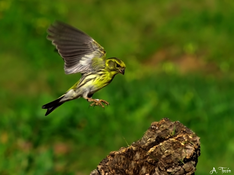 El vuelo del verdecillo