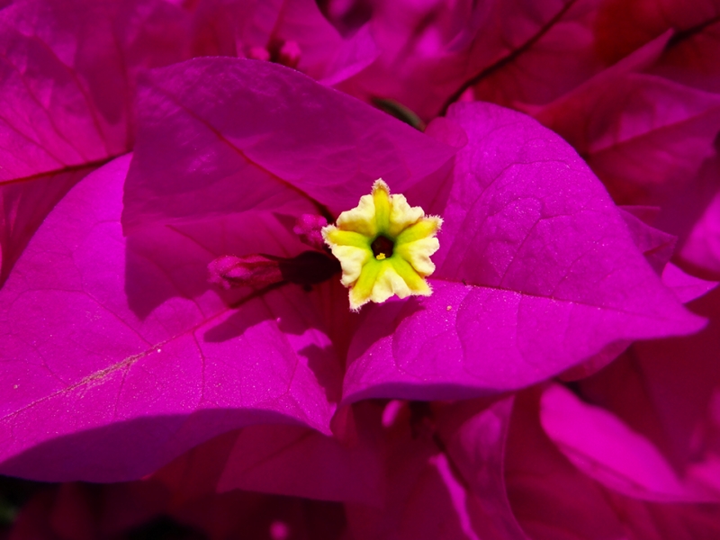 Bougainvillea Spectabilis Wild