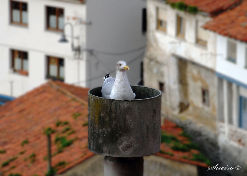 calor de chimenea