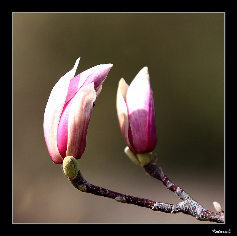 LAS MAGNOLIAS ESTN A PUNTO