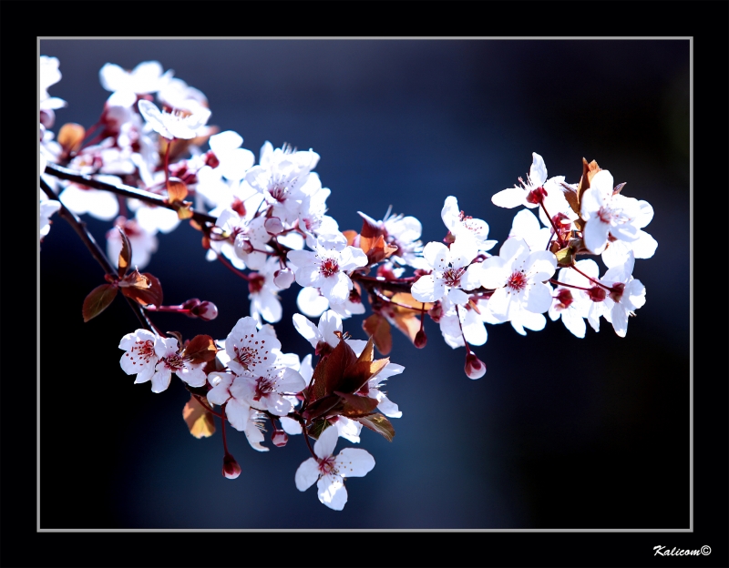 ADELANTO DE LA PRIMAVERA