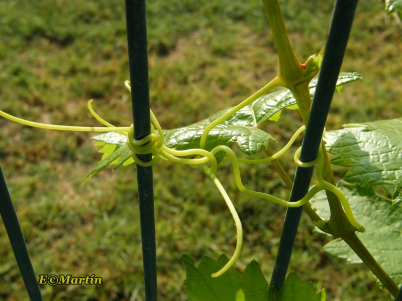 Vitis vinifera - Abrazos