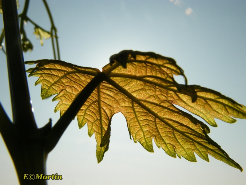 Vitis vinifera - besos de sol