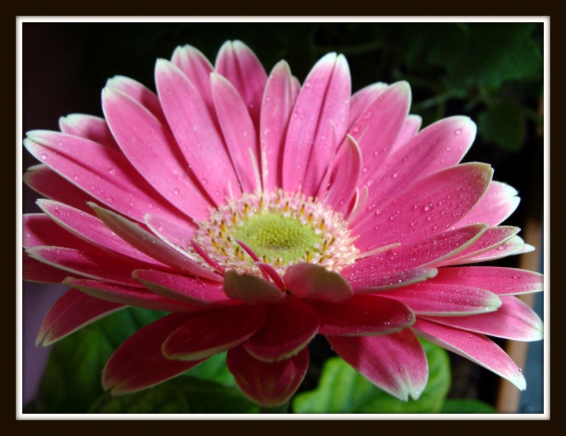 gerbera