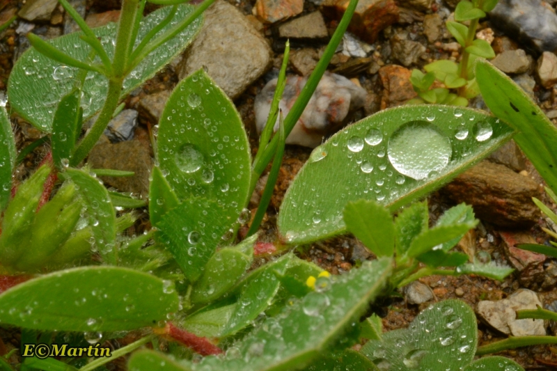 Lluvia 1