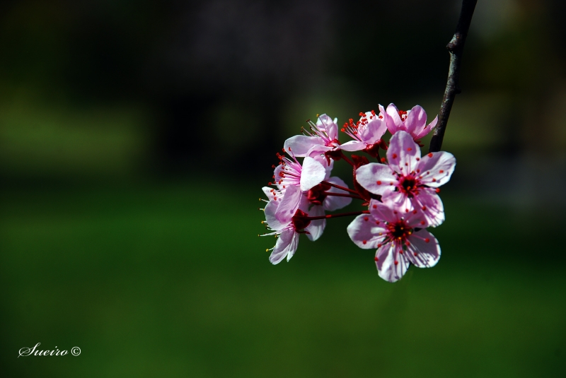 asoma la primavera