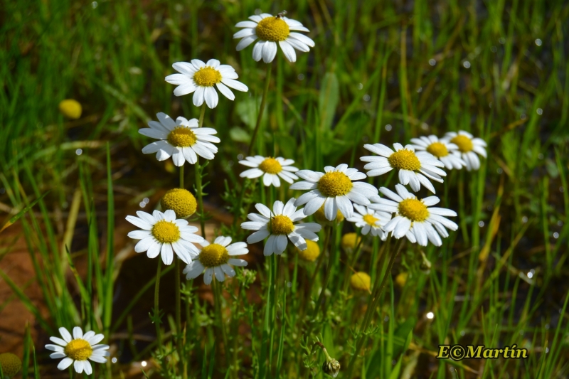 Primavera