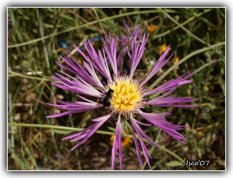 Visitando la flor