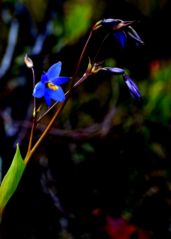 MINIATURA AZUL