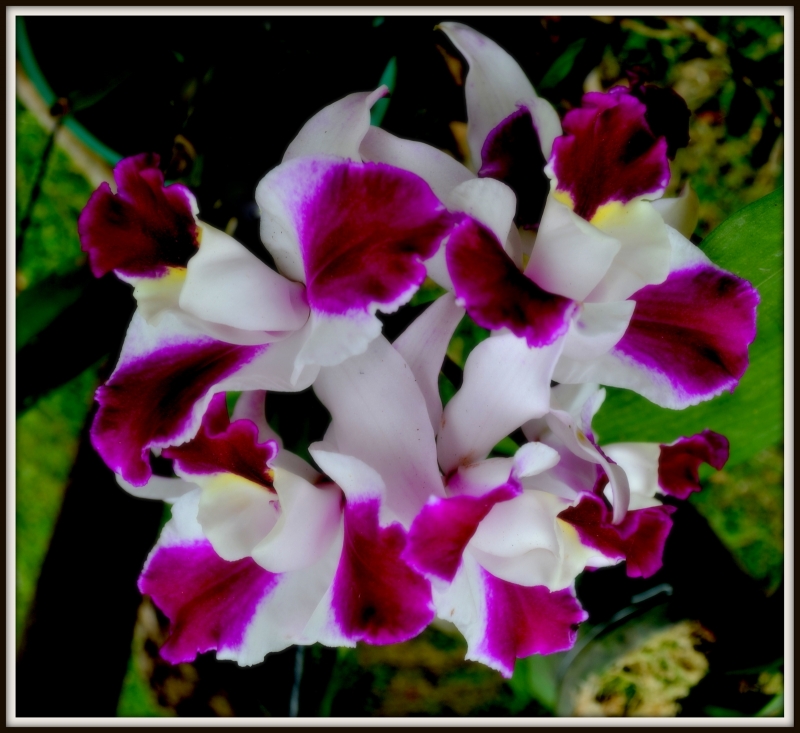 ORQUIDEA 2