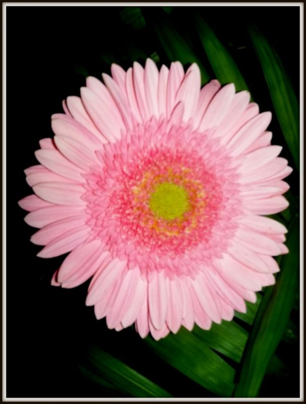 Gerbera 19