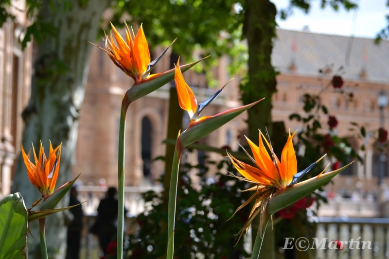 Strelitzia reginae (ave del paraiso)