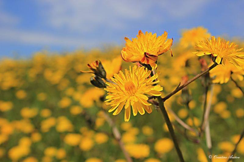 Amarillo primavera