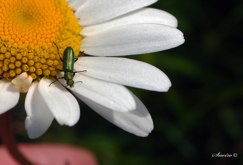 paseo por la flor