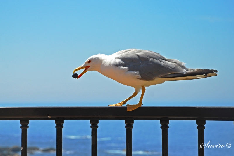 comiendo guindas