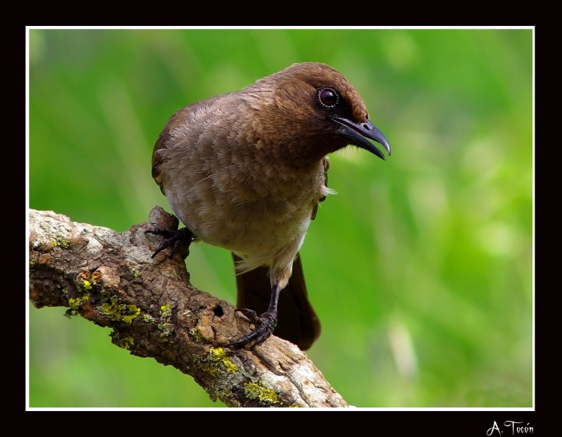 Bulbul-5-2013