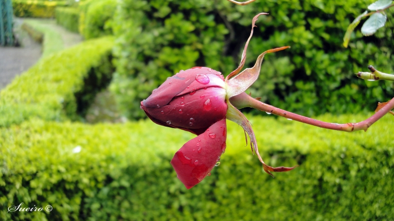 besos de primavera