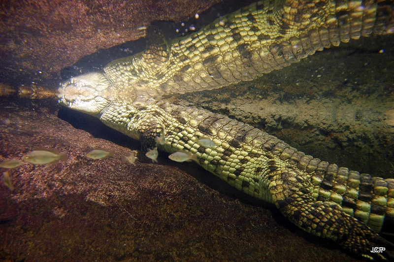 Reflejos