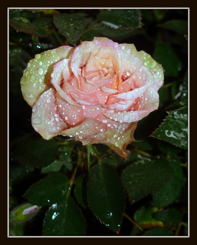 rosa  bajo la lluvia