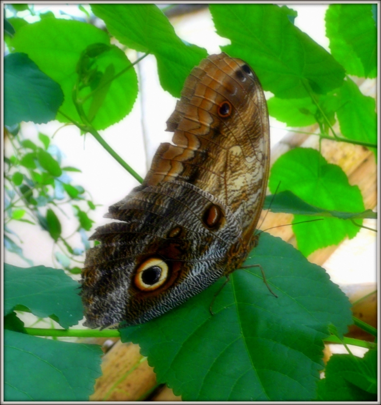 Mariposa en abril