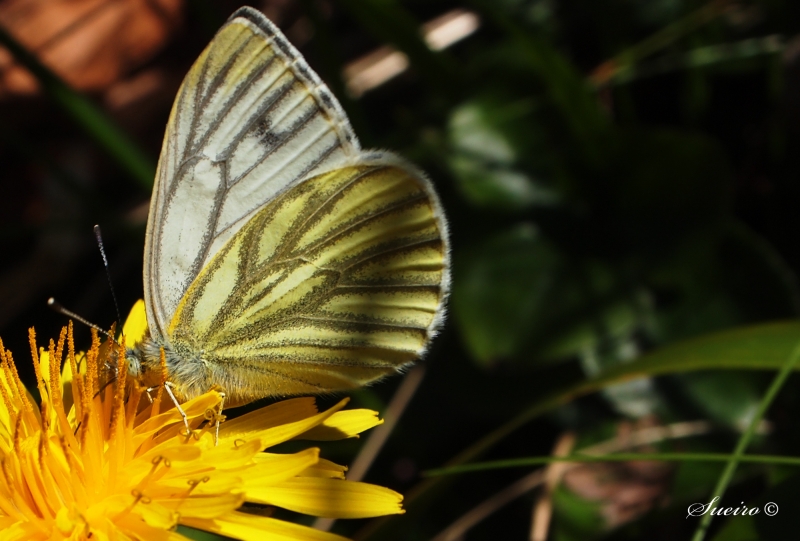 tiempo de mariposas