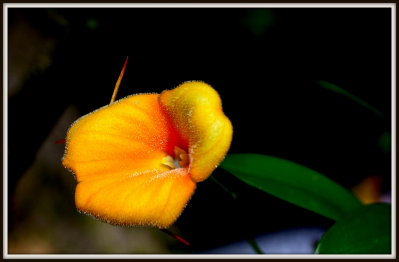 ORQUIDEA 82