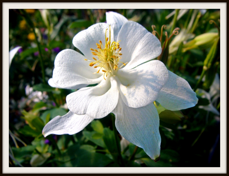 blanca