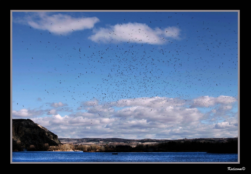 GAVIOTAS DE TIERRA ADENTRO