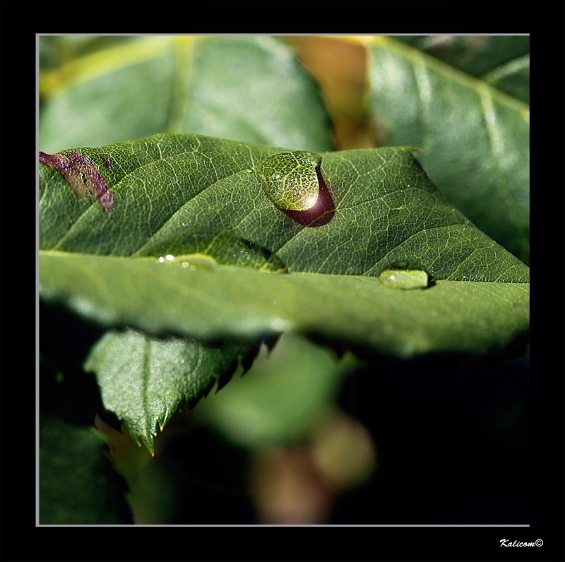 PIEL DE LAGARTO