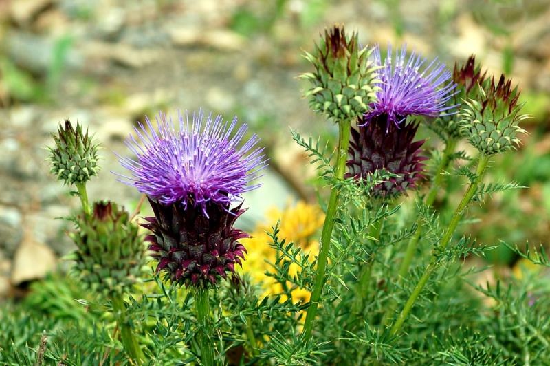 Flores silvestre