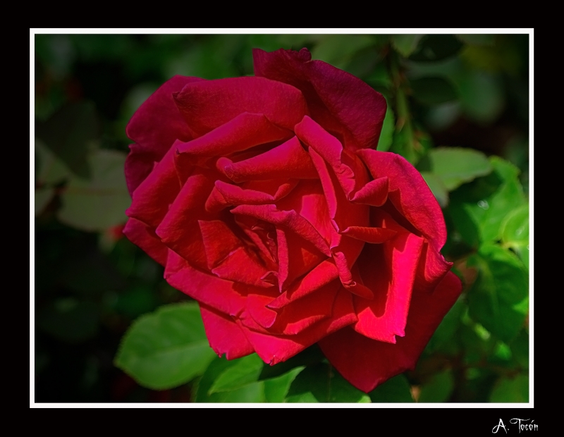 La rosa roja