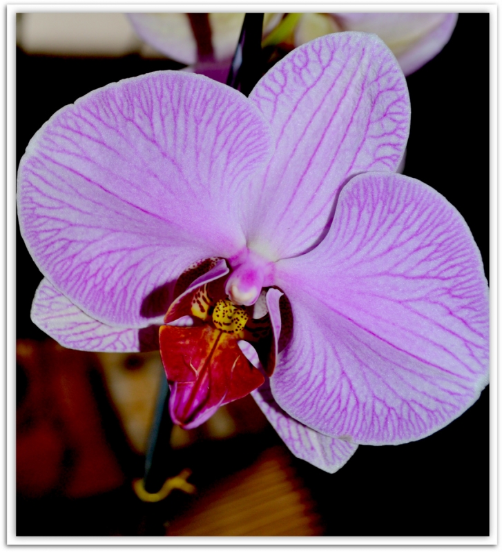 ORQUIDEA CORAZON 