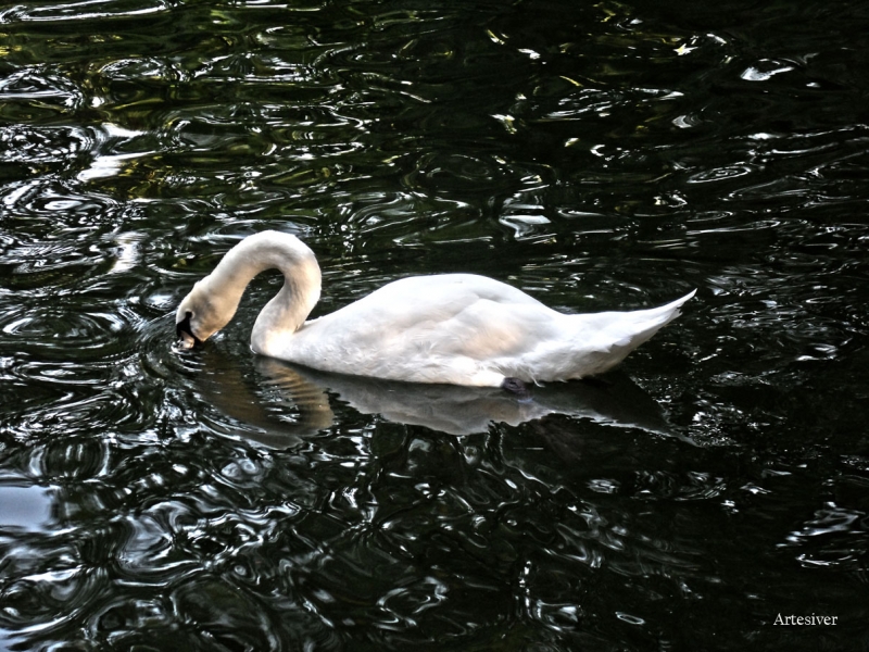 cisne