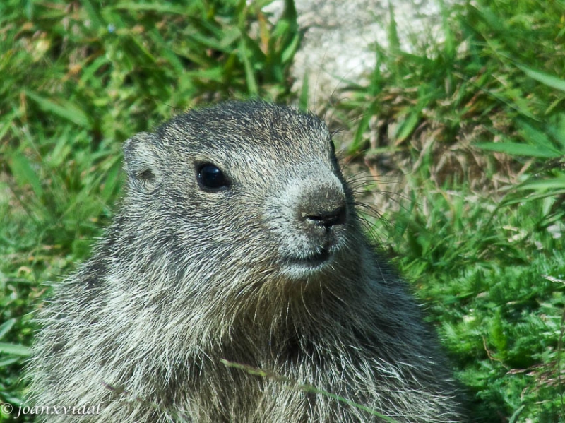 MARMOTA