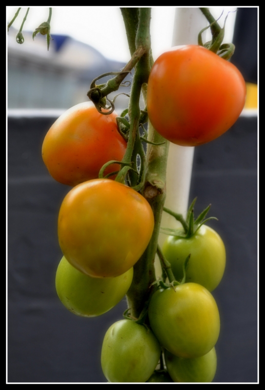 TOMATES