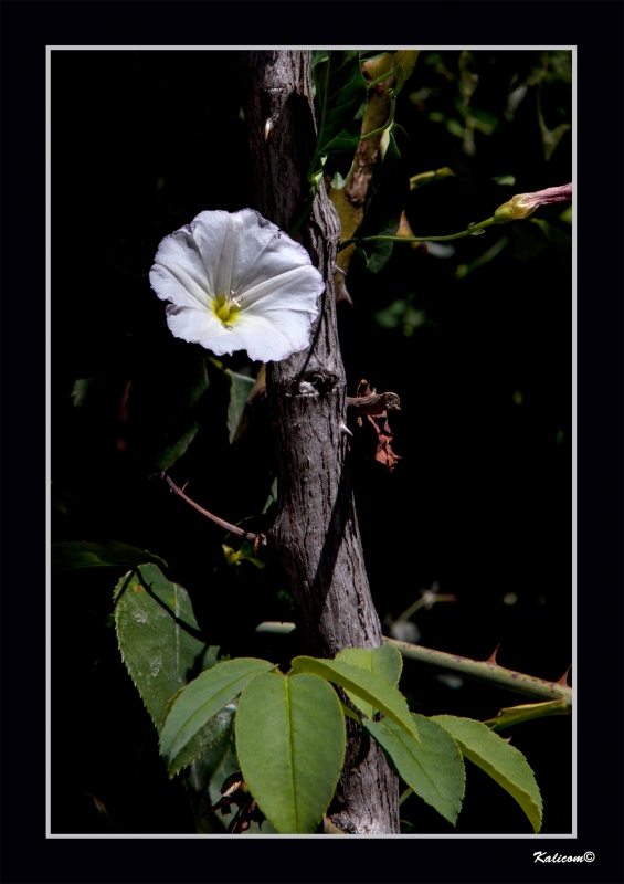 CAMPANILLA SOLITARIA