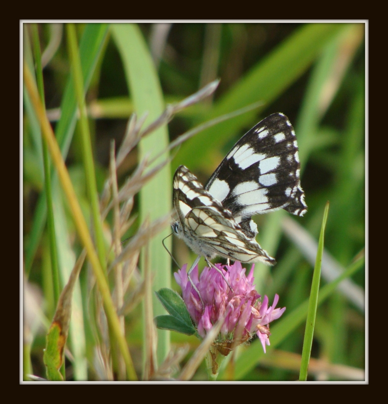 mariposa