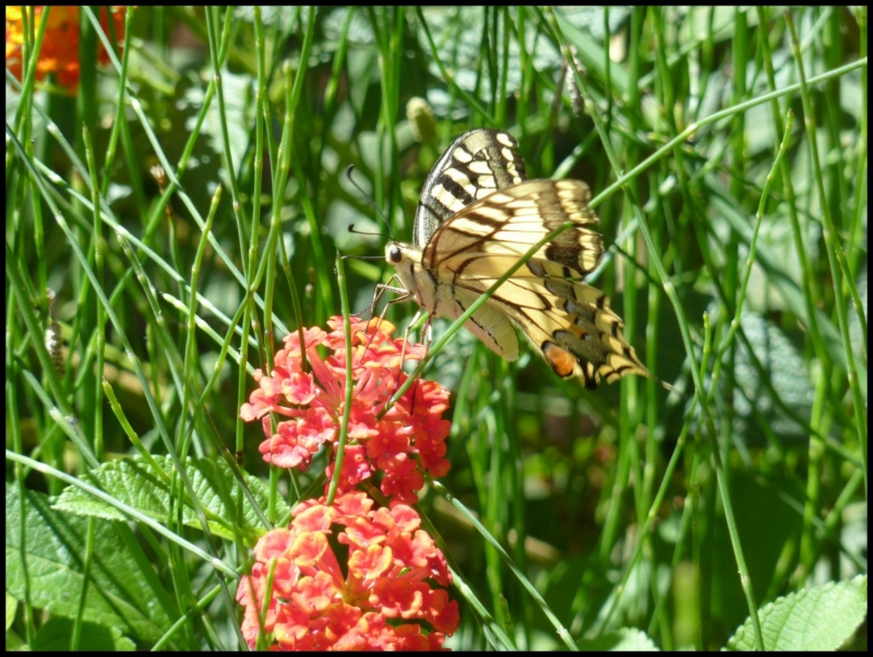 Mariposa del Mediterrneo I 