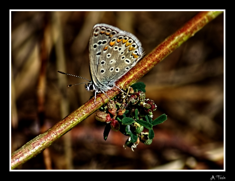 Lepidoptera