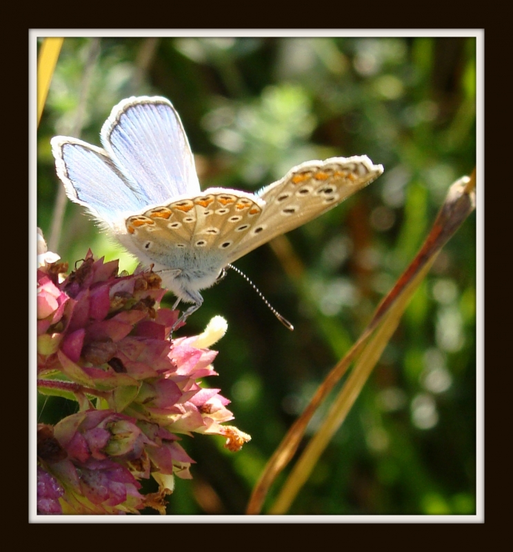 mariposa