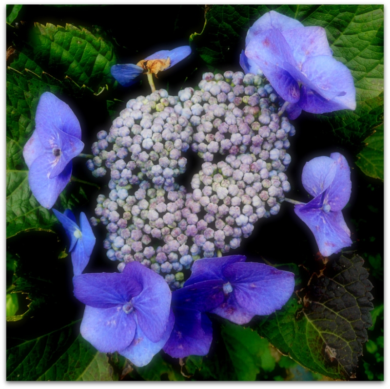 HORTENSIA 1