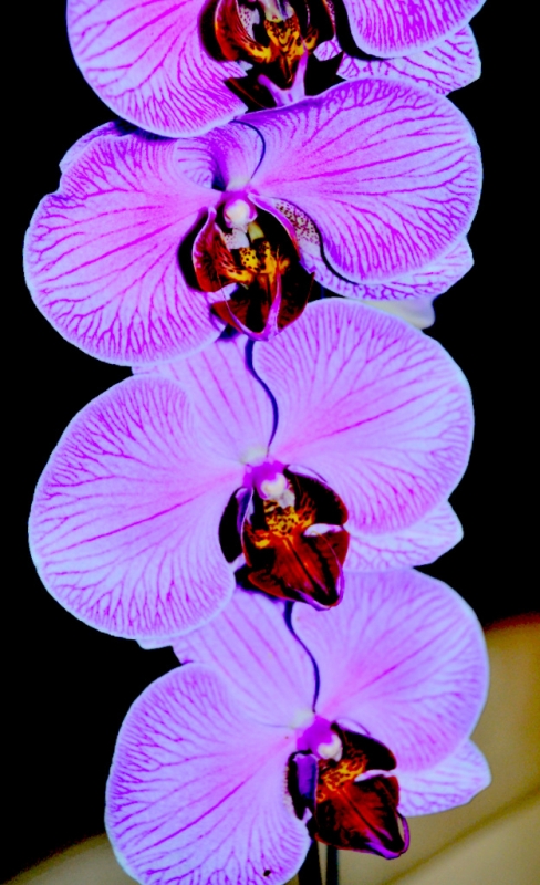 ORQUDEA 19 