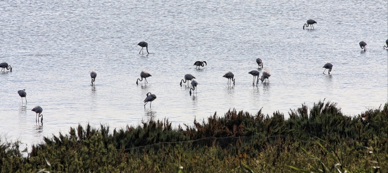 Flamencos en la laguna de Fuente Piedra