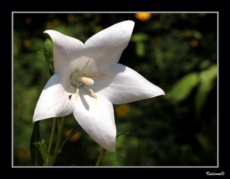 PEQUEA FLOR-2