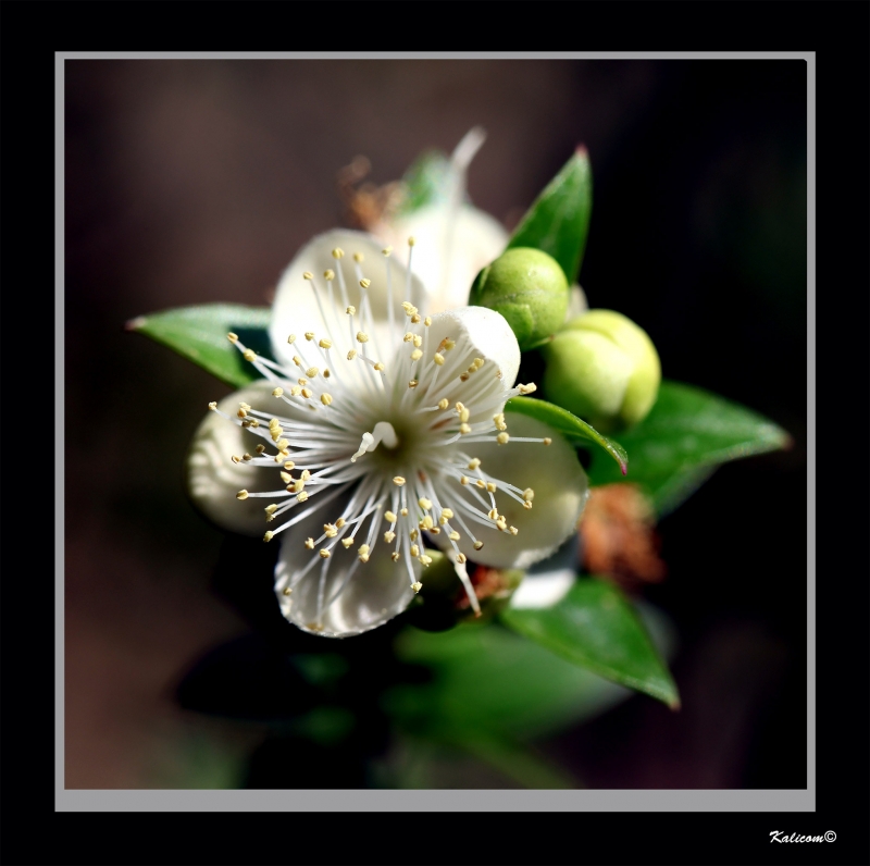 PEQUEA FLOR-3